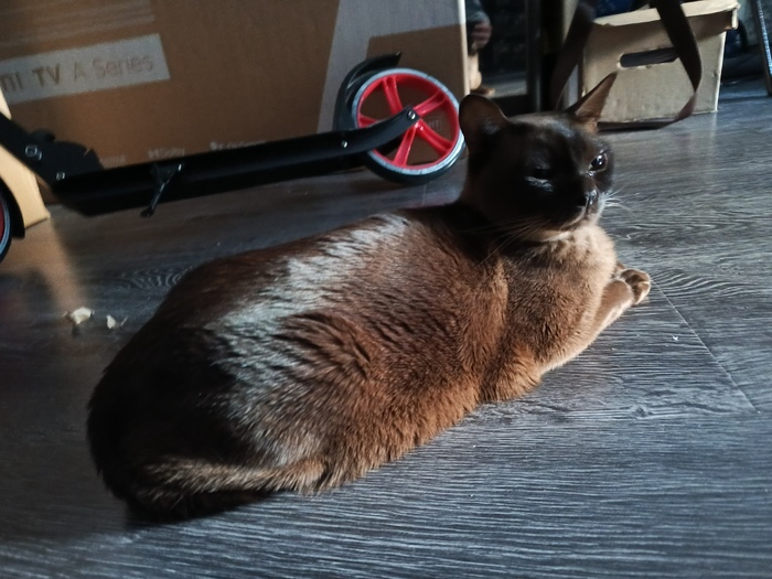 ��� �����