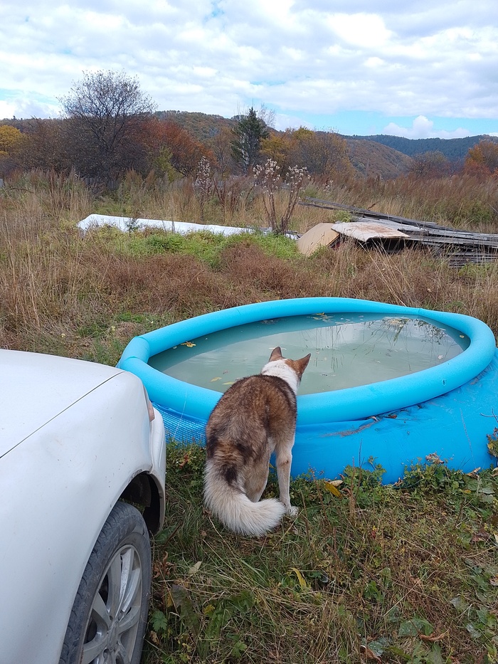 Это тоже первый день, стоит с трудом задними лапами, горбится