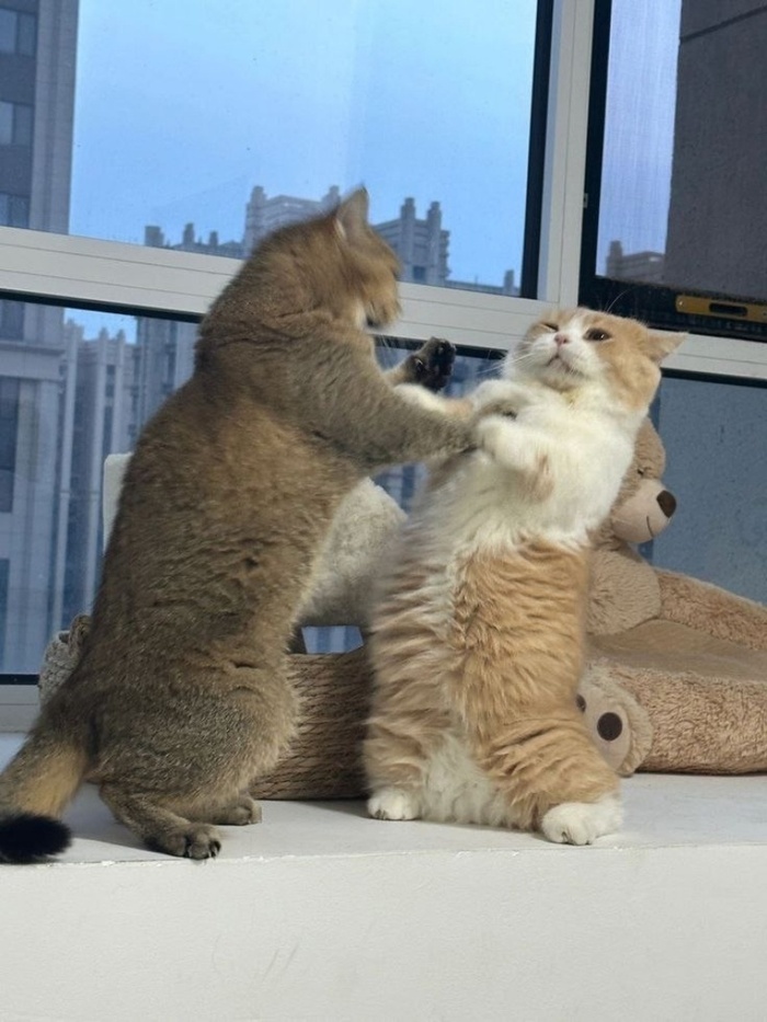 ����� �� ���� �������� ��������