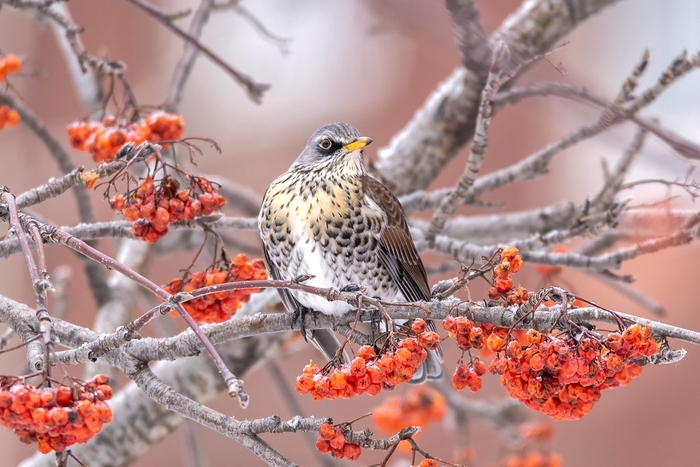 Дрозд в ягодах рябины