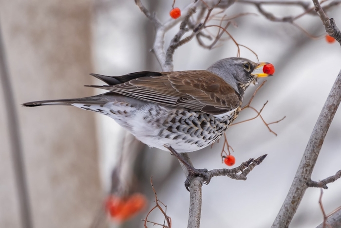 Дрозд и ягода