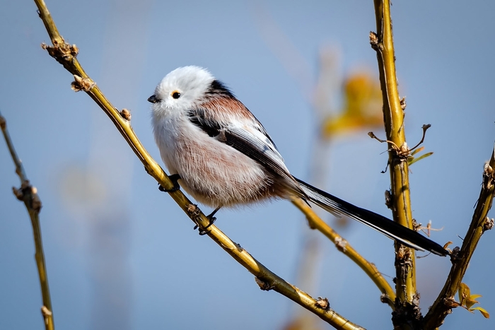 Длиннохвостая синица