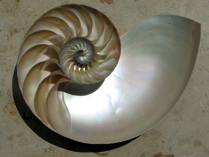 Продольный срез раковины / © <!--noindex--><a href="https://pikabu.ru/story/kamernyiy_nautilus_idealnoe_sushchestvo_ne_menyavsheesya_480_millionov_let_13551112?u=http%3A%2F%2Fwikimedia.org&t=wikimedia.org&h=1fac217ca71d87040861ea21157e9ab869414d0c" title="http://wikimedia.org" target="_blank" rel="nofollow noopener">wikimedia.org</a><!--/noindex-->