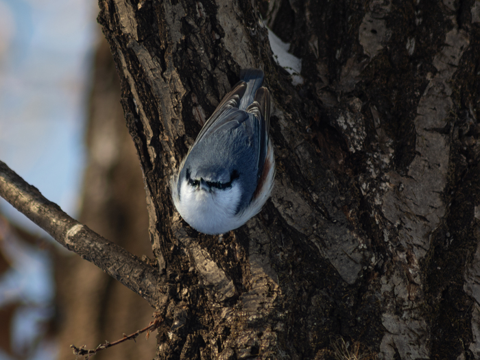 � ��� ����� ����������, ��� � ������� 🐥