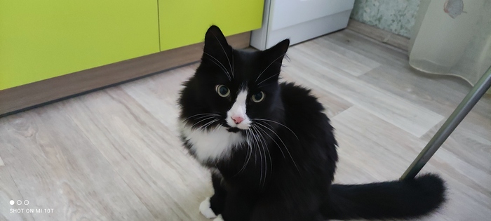 Вот раз так, то вот лучшая фотка моего кота (умер)