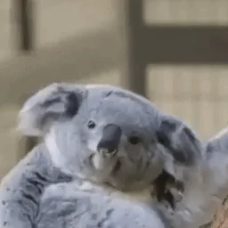 VividKoala