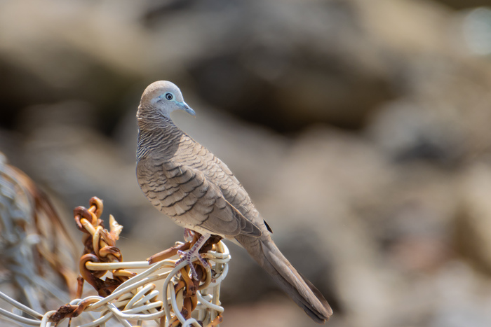 �������� �������