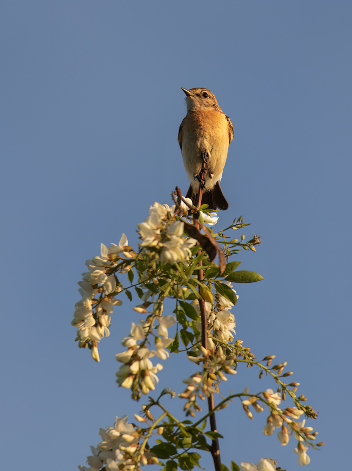 ������ ���� � ������