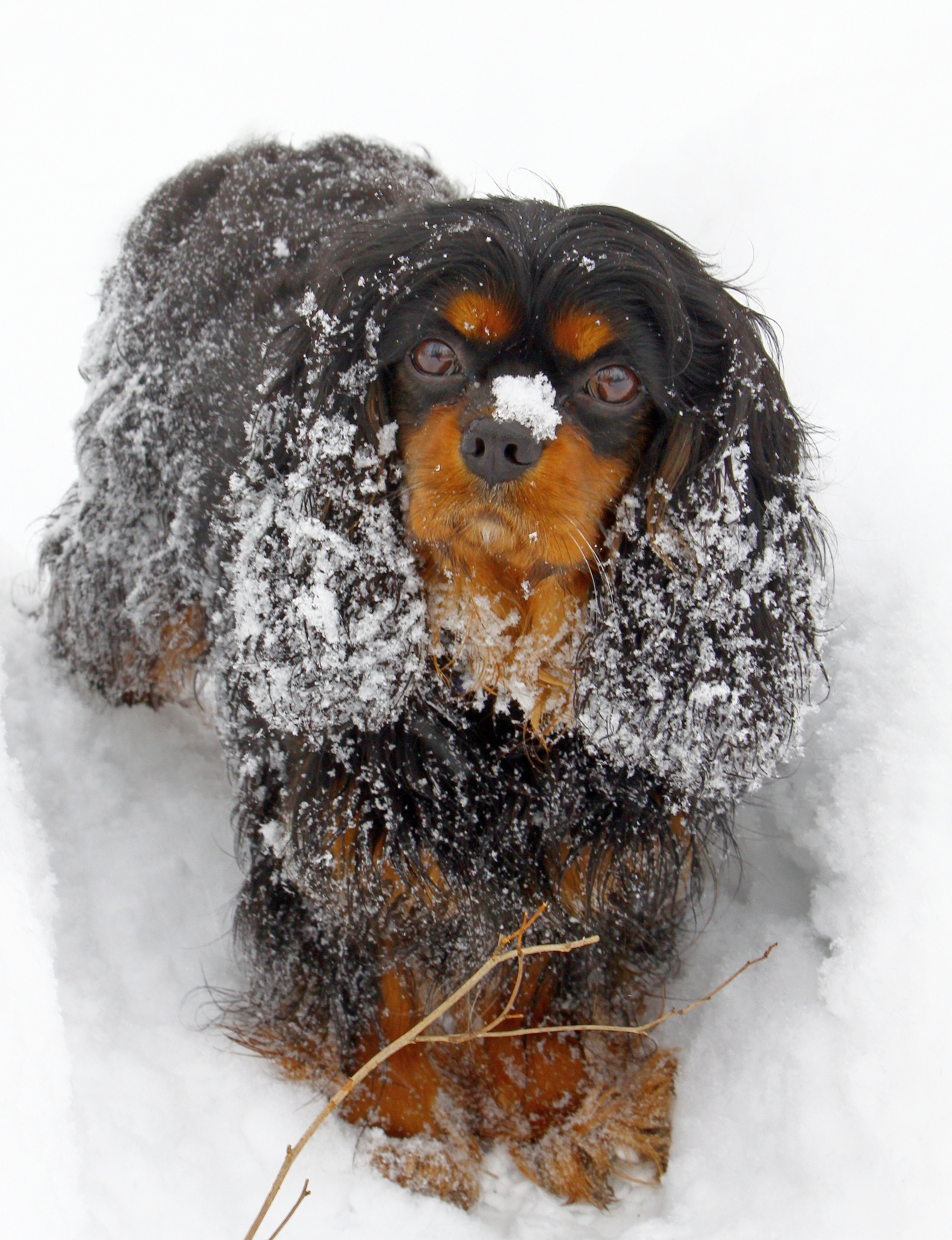 Reply to the post My best dog photo this year - Dog, A wave of posts, Reply to post