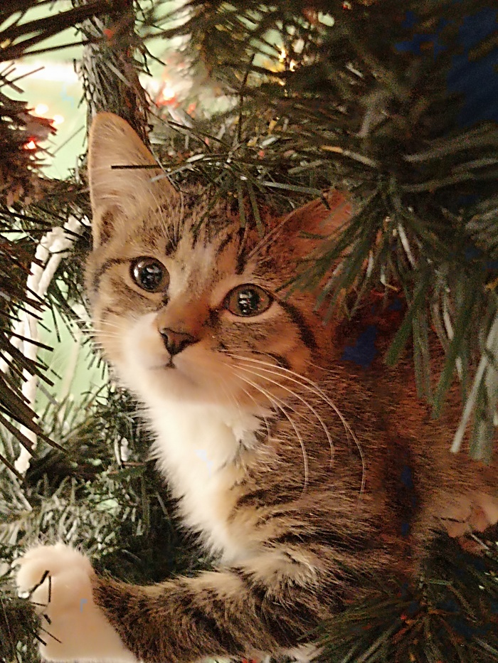 ��������� ����������