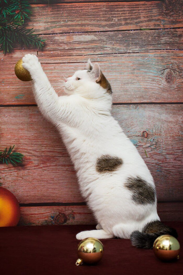 � ����������� 2026 �����