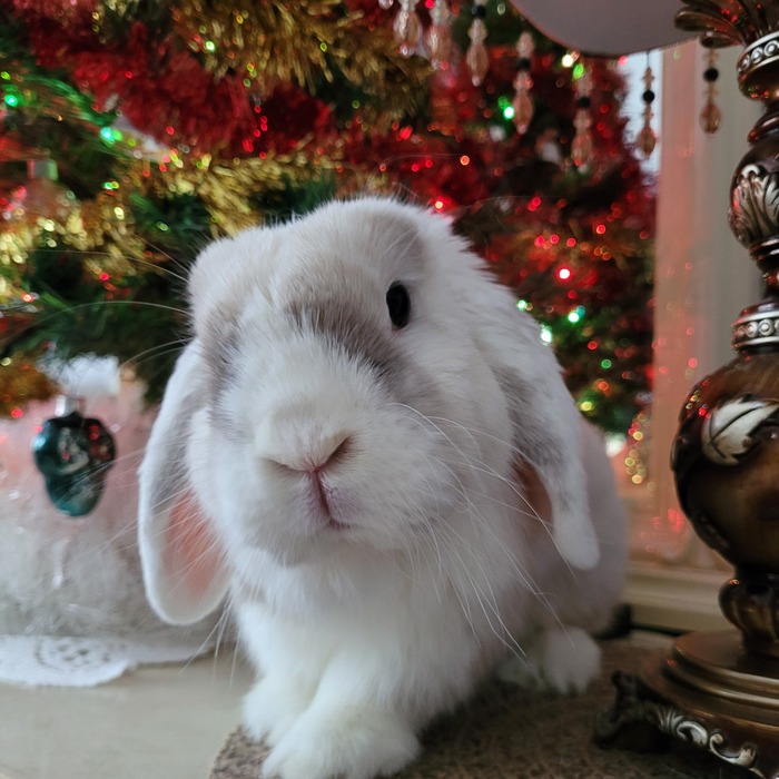 � ����� ����� 2026!