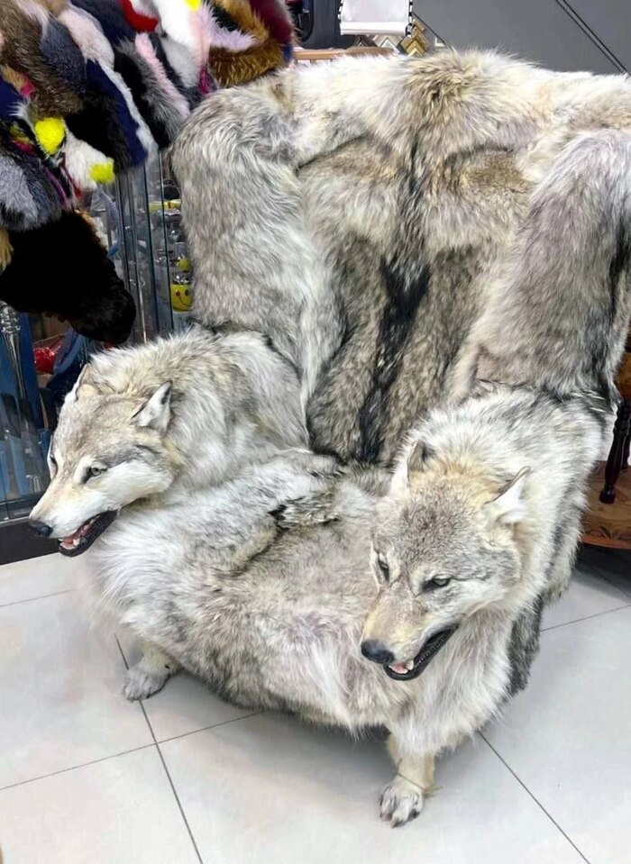 ������� ����� ���� �������