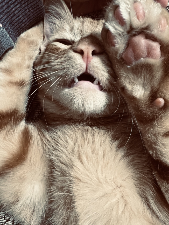 Жертва домашнего Василия