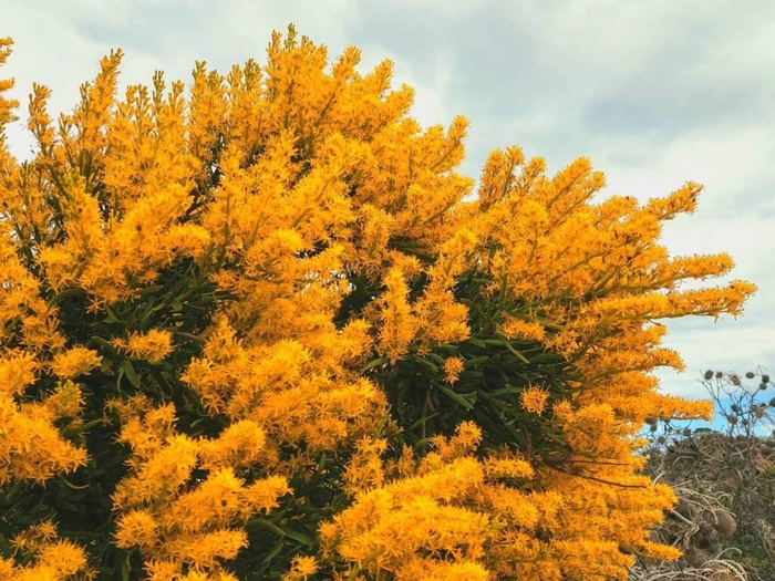 Цветущая нуйтсия. Фото с сайта <!--noindex--><a href="https://pikabu.ru/story/nuytsiya_obilnotsvetushchaya_13560715?u=http%3A%2F%2Fausemade.com.au&t=ausemade.com.au&h=10311b0b101cfe9f6a39dd50daa04c0d850c77ab" title="http://ausemade.com.au" target="_blank" rel="nofollow noopener">ausemade.com.au</a><!--/noindex-->.