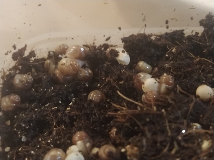 ������� ��������, ����