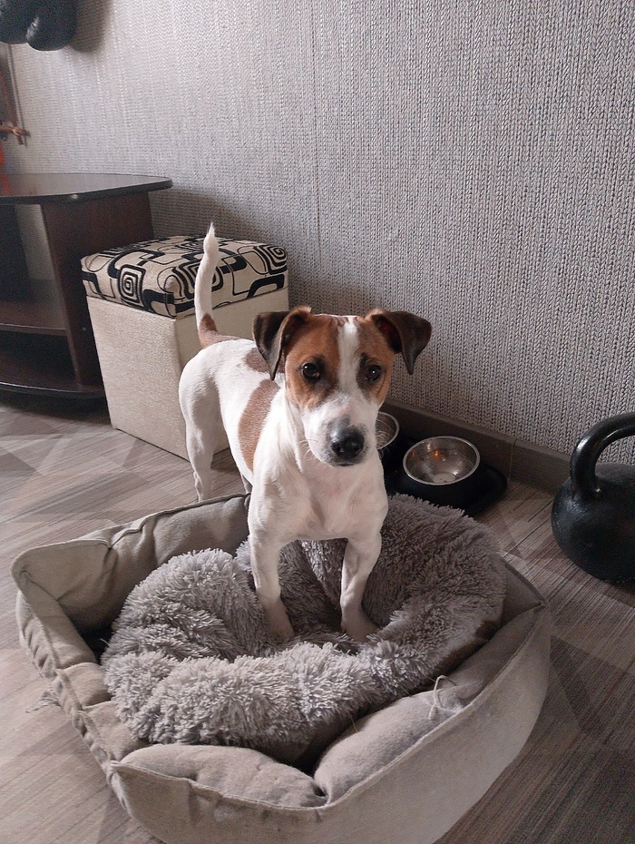 Ищу свою собаку породы джек-рассел