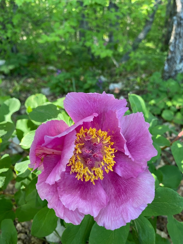 ������ ����