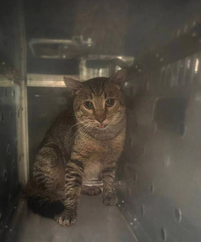 Ласковый котик Атти умоляет не возвращать его на улицу!