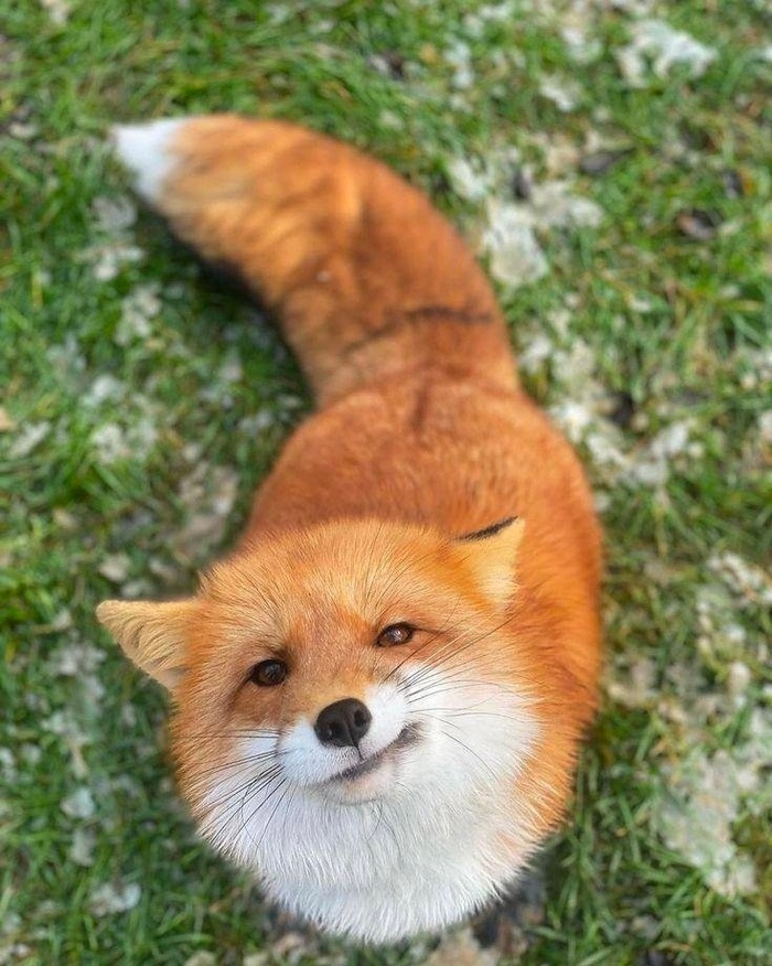 Эй ты, есть колобок? А если найду?