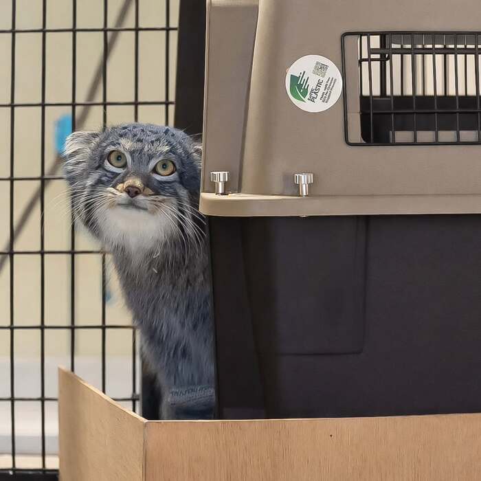 ����� ������