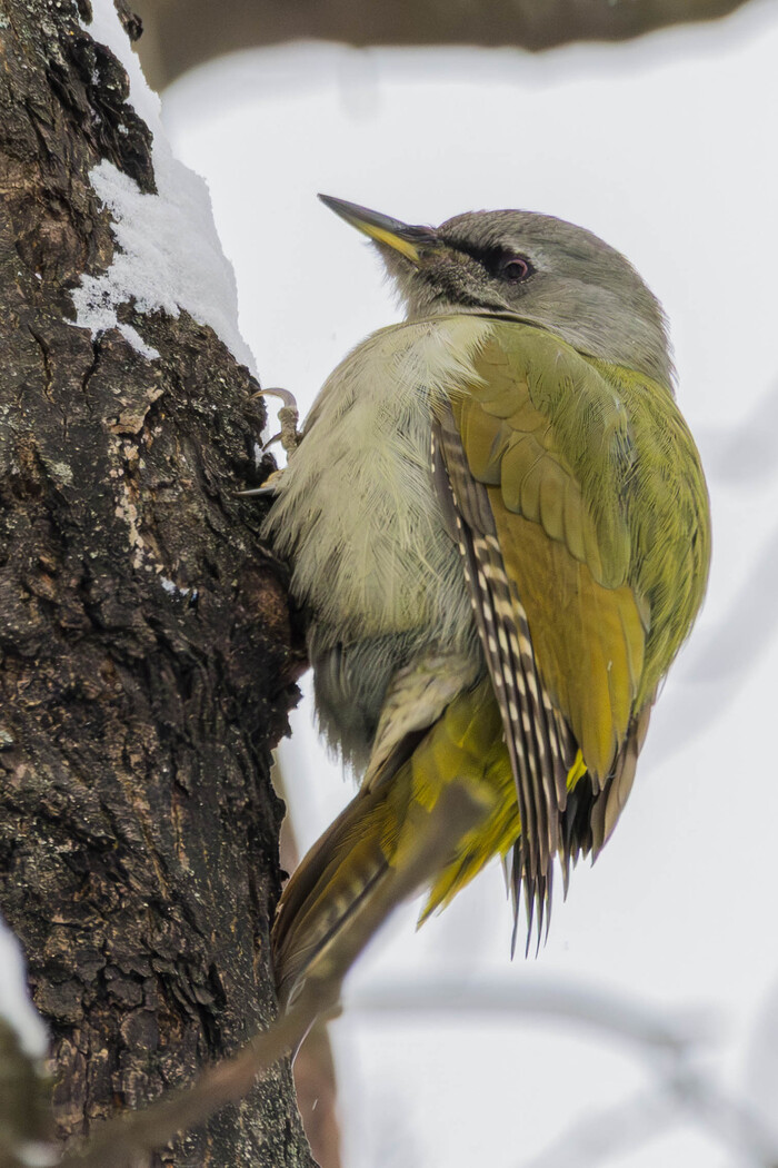 (���� �� �������� ��� ������� ��������)