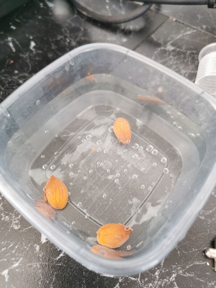 ������ ������� ������