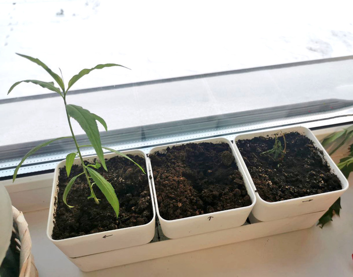 �������� �� 11 �������.