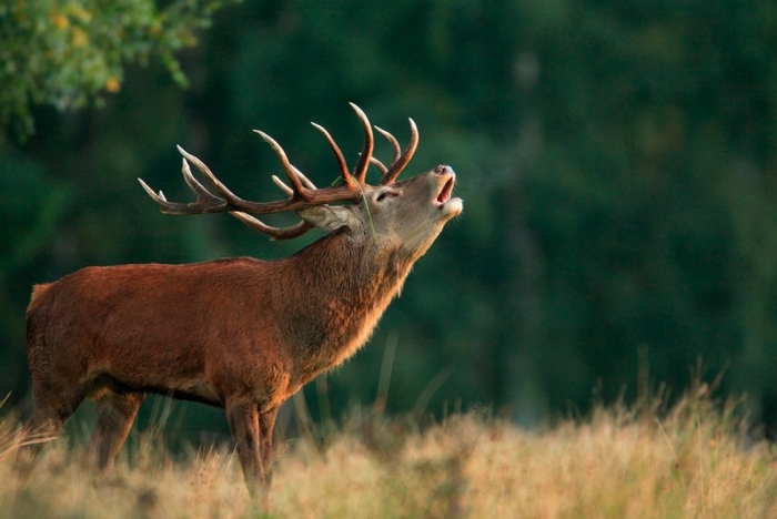 �����. ����������� �����