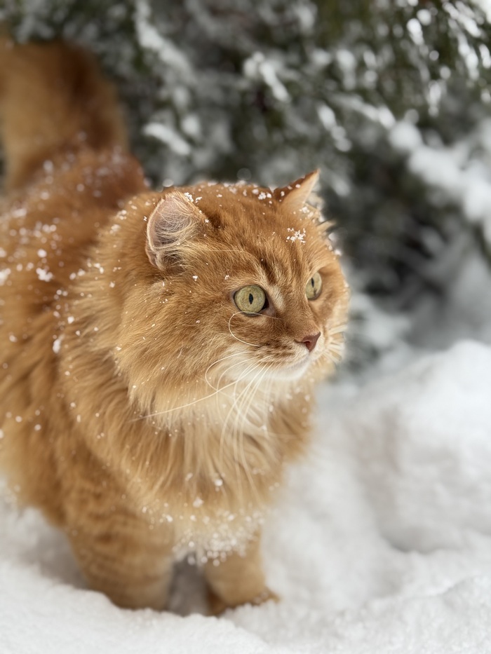 В Крыму снег не частый гость, так что вынесли барышню прогуляться