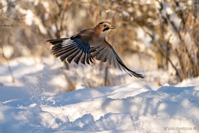 ������� ����