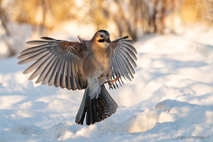 ����� ����