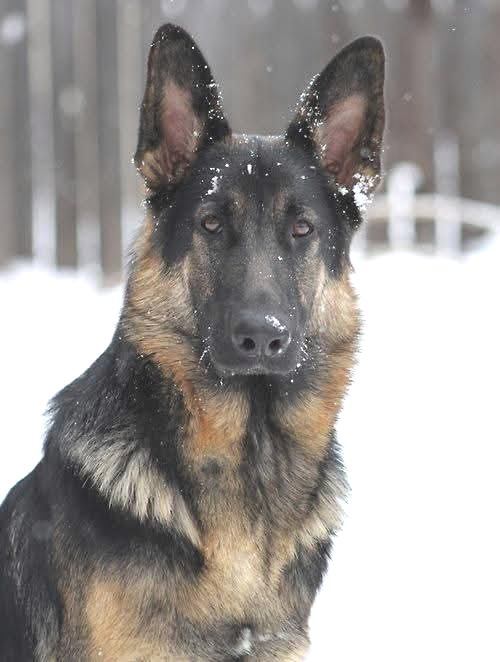 ��������� �������