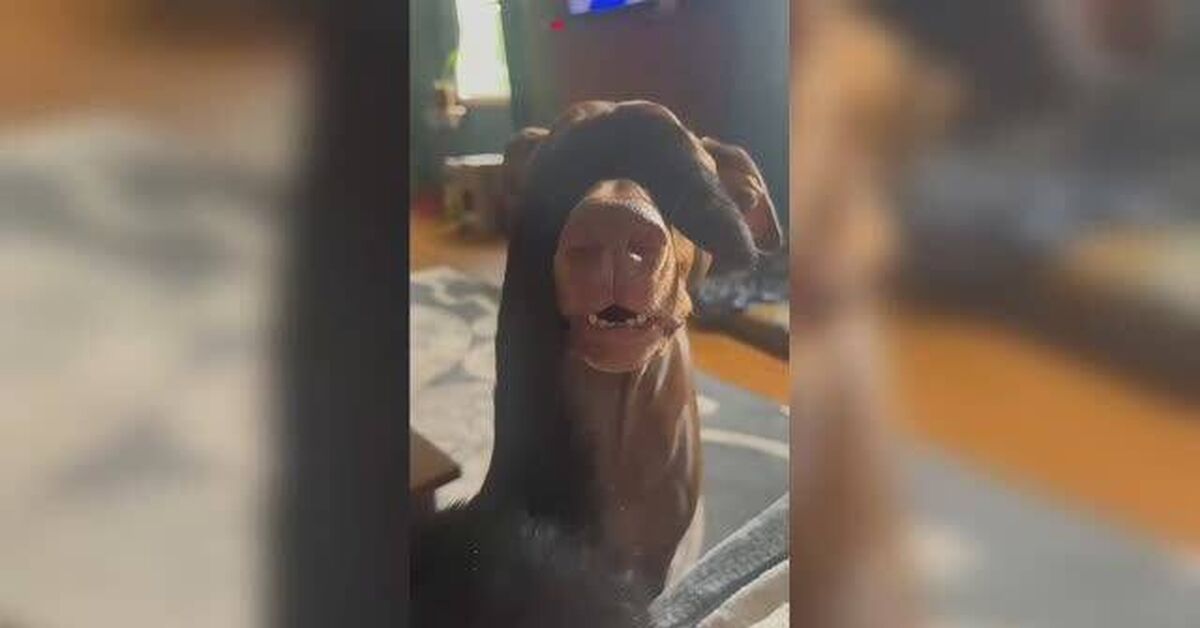 A collection of funny dogs and cats (Part 3) - Series Cute and funny ponytails, Animals, Pets, Rutube, cat, Humor, Paws, Fat cats, Dog lovers, Dog, Small cats, Funny, Milota, Video