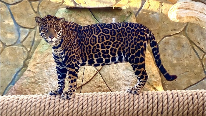 Экопарк Биосфера в Калуге и когтеточка для Ягуара.