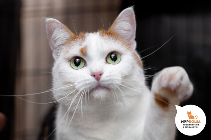 Кошка Мармазетка, 4 года, домашняя.