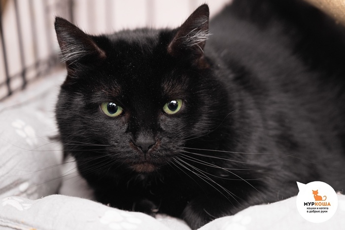 Кошка Круэлла, 10 лет, найдена на заводе. В силу возраста требуется повышенное внимание к здоровью кошечки.