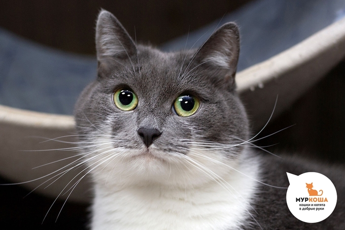 Кошка Окада, 6 лет, домашняя.