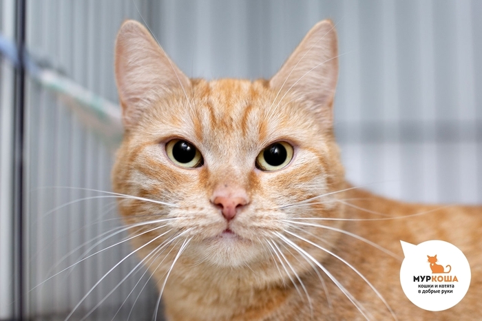 Кошка Инти, 2 года, с передержки. Диагностирован ВИК. Пристраивается единственной кошечкой или в семью с кошками-носителями ВИК. Обращаем внимание, что ВИК не опасен для человека и животных других видов и не передаётся им.