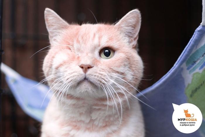 Кот Лосось, 10 лет, найден в лесу. Диагностированы ВИК, ВЛК. Пристраивается единственным котиком или в семью с кошками-носителями ВИК, ВЛК. Обращаем внимание, что ВИК и ВЛК не опасны для человека и животных других видов и не передаются им.