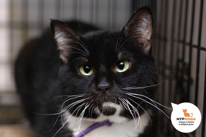 Кот Фостик, 2 года, найден на улице.