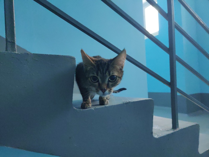 Котенок в подъезде