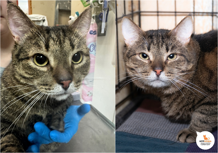 ��� ������, 4 ����, � ����������.