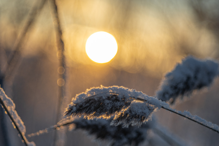 Sony A7, Trioplan 100/2.8