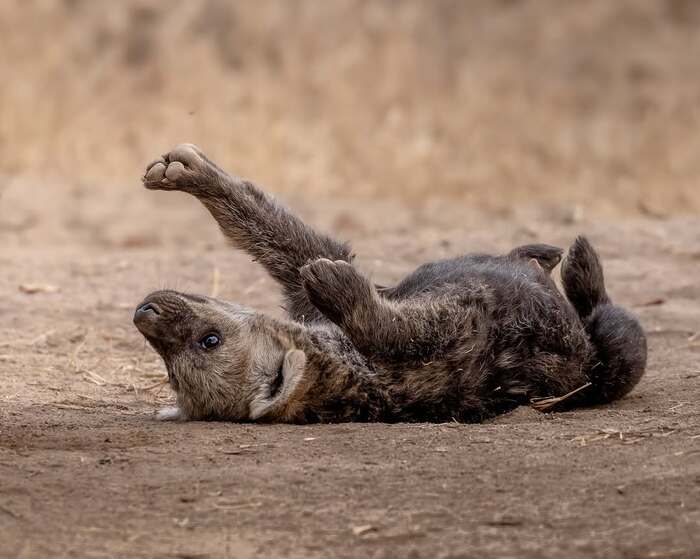 ������ ������