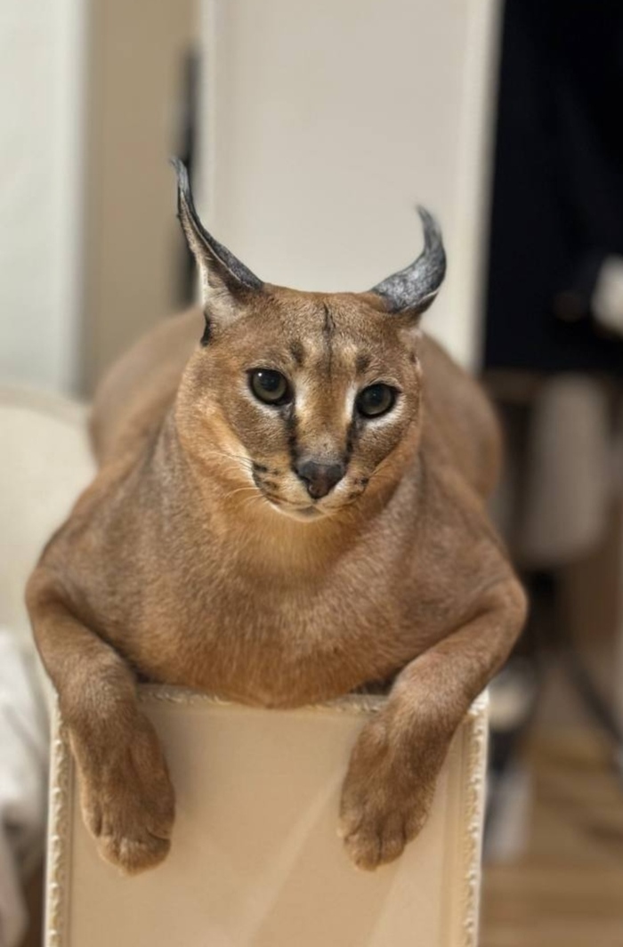 ��� �������