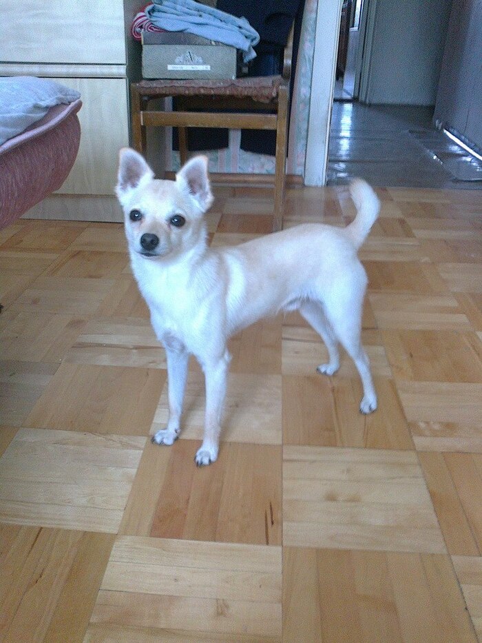 ������, ����