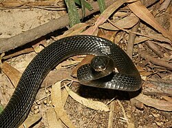 �� Dolichophis jugularis, �� �������� ���� ������� ���������