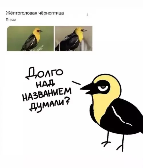Yes - Birds, Humor, Telegram (link), Screenshot, Drawing, Funny name