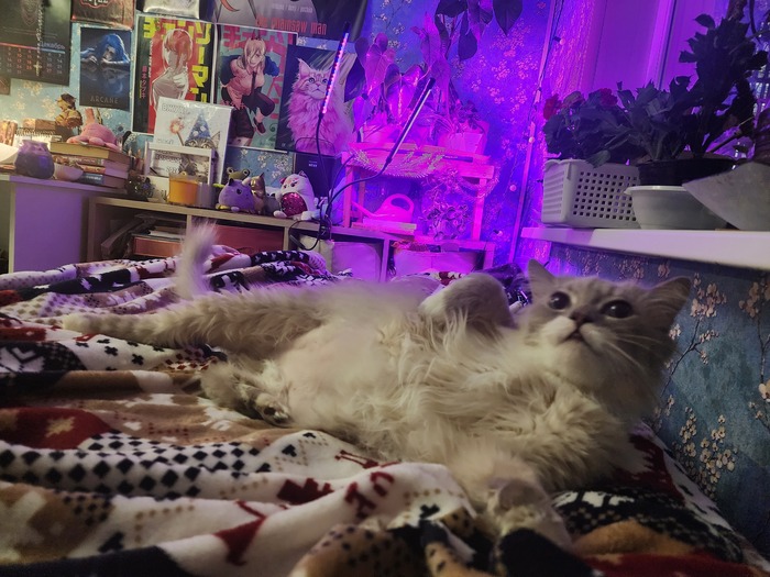 ������� ���� ��� ��� ����������� ���